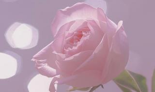 闪耀粉色玫瑰花语